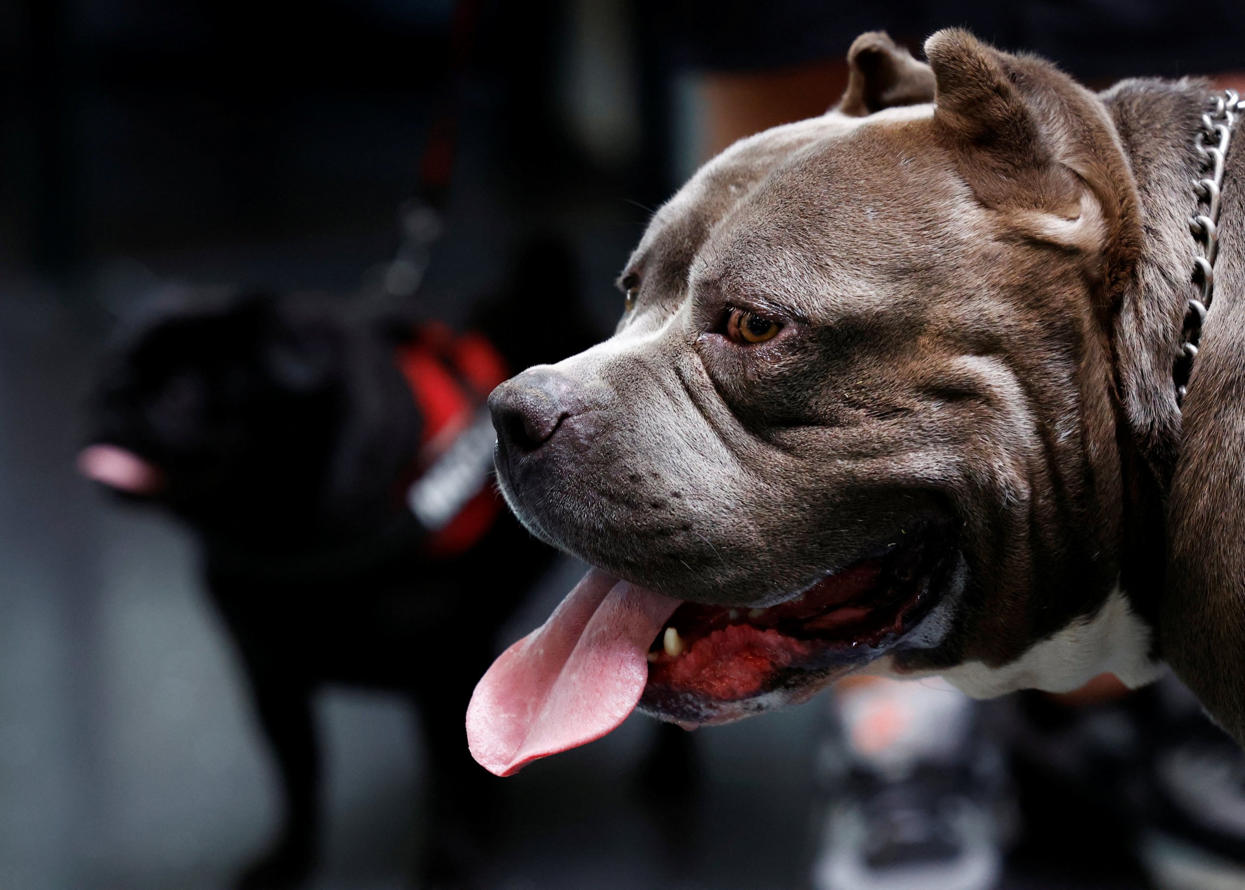 UK Prime Minister Rishi Sunak announces ban on American XL bully dogs amid escalating safety concerns 